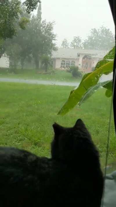 sleepy Rosie watching the rain.