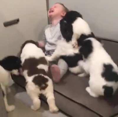 Vicious Dogs mauled baby