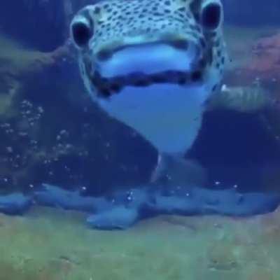 🔥 A diver filming sleeping sharks gets a curious visitor 🔥