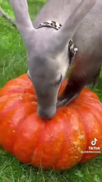 An aardvark inhaling a pumpkin.