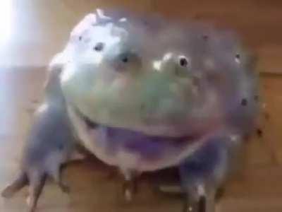 Deep Dream Frog