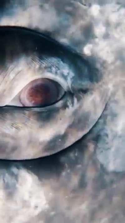 The eye of a gray whale 👁️🐋