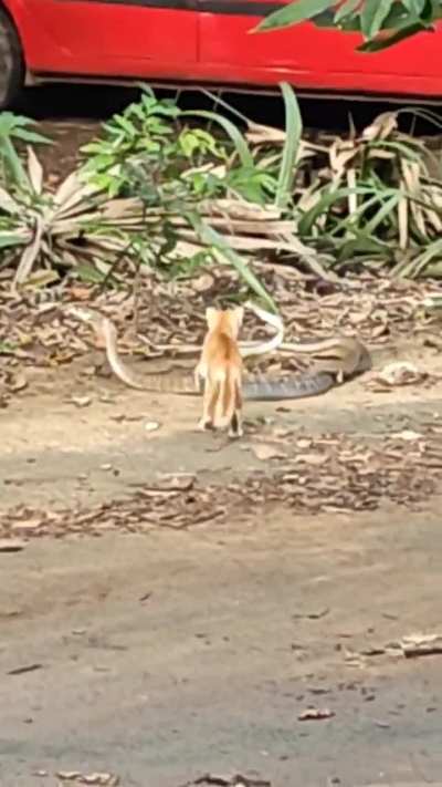 Cat vs Snake at IIT Madras