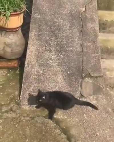 Cat sliding down a slope.