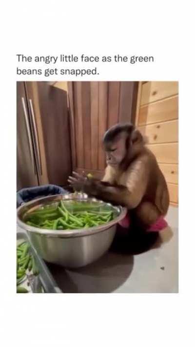 Funny video for A monkey may become a skilled chef in the future