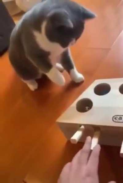 A prank box for cats