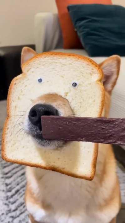 This is a pure bread dog