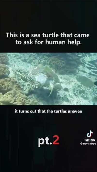 Help the turtle from his burden