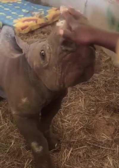 Rescued endangered black rhino cub is fine