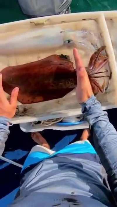 Apparently this is the most humane way to kill a squid