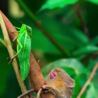 Watch a pygmy marmoset completely fascinated by an insect in this clip from 