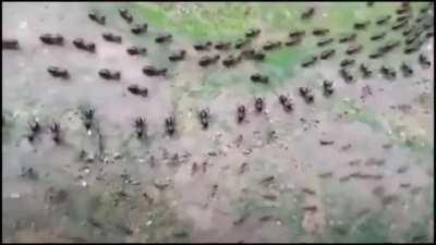 Termites (up) and Ants (down), both protected by a row of their soldiers in a stand-off, without fighting