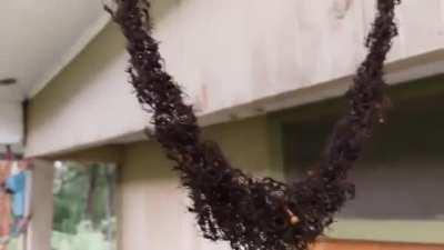 🔥 Army of ants built a bridge to invade wasp nest