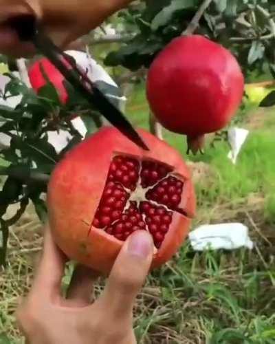 Effectively slicing a pomegranate. OP: u/sarveshak99