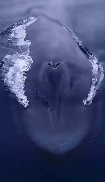 🔥 Whale takes a big breath 🔥