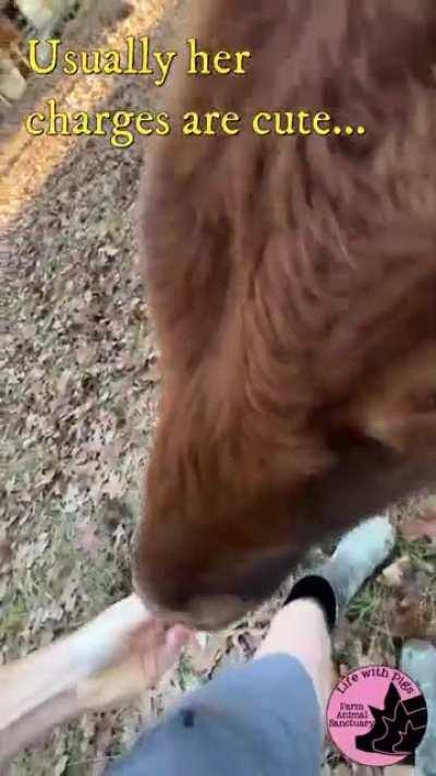 When Blind Dwarf Cows (named Annie) Attack… it is adorable!