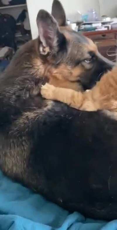 Our German shepherd finally has a cat that wants to play with him!