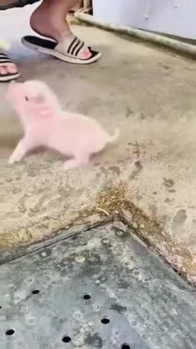 Feeding Baby Piglet!!!