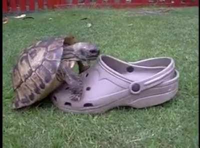 A turtle making sweet sweet love to a Croc : InsaneVideo