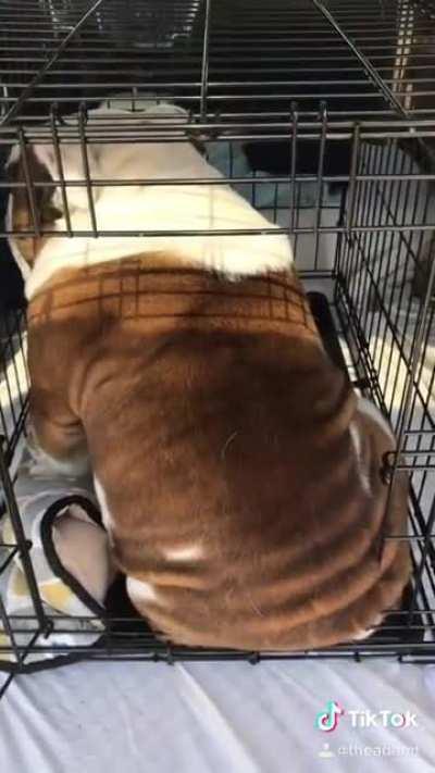 Bulldog mad at owner for cutting his nails.