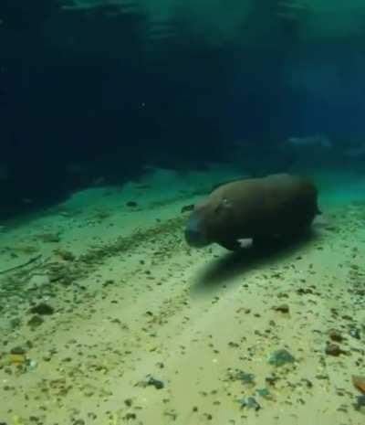 🔥 Capybara running underwater 🔥