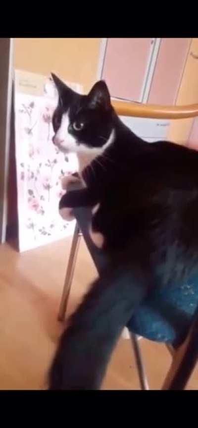 Cat slapping its self in the face