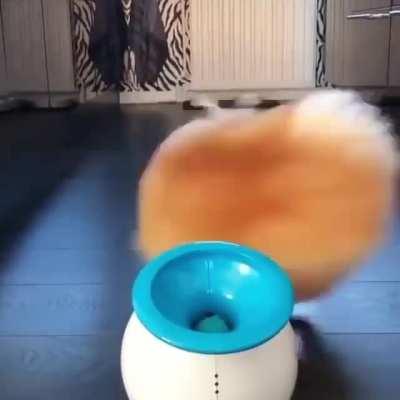 Playful Pomeranian!