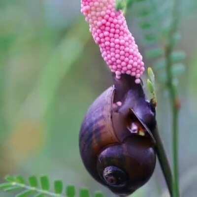 just a snail laying some pink eggs