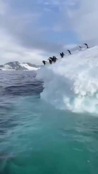 🔥 Raft of Penguins diving into the sea.