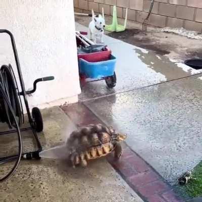 Turtle enjoying water hose to the fullest