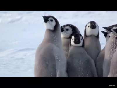 Brave penguin chick tries to protect his friends