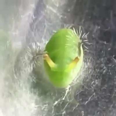 The angled sunbeam butterfly caterpillar has an unusual reaction when slightly touched. The caterpillar will quickly extend its sensory organs, which look like a bouquet of hair-like tentacles, through its two periscopes and whirl them around to scare off