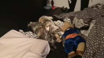 Bunnies and their teddy bear flop over into bed