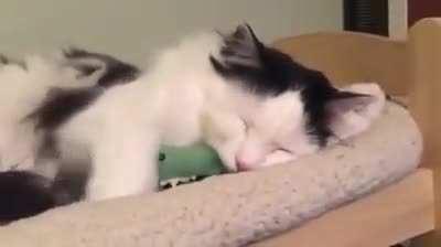 This cat has no problem falling asleep in his little bed