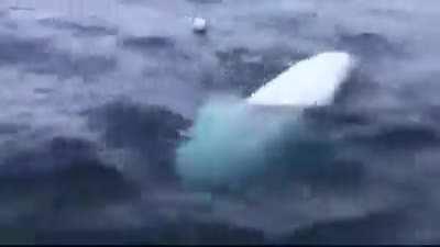 Baby Beluga whale playing fetch with humans.