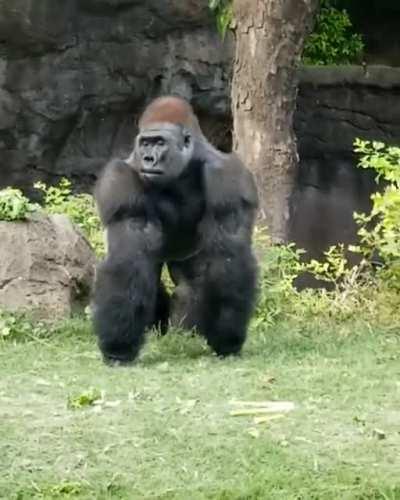 The king of the Dallas Zoo