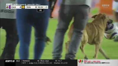 Dog invades the pitch in Liga Mx Expansion (Great Skills)