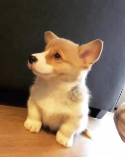 Baby corgi howling