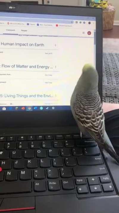 I love doing homework with my bird