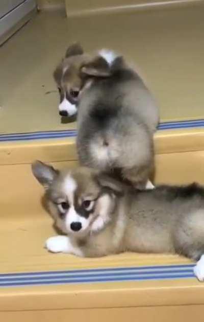 Good boy trying to help his friend get up the steps