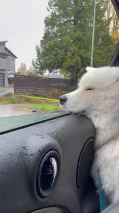 his little ear flapping around