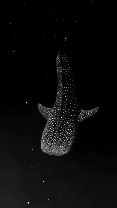 A Whale Shark swimming in bioluminescent algae makes it look like it is drifting through space. Video by Mike Nulty.