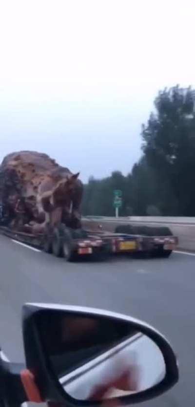 A lion carved out of wood speeding through the highway