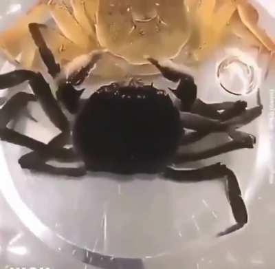 🔥 This crab in the process of molting.