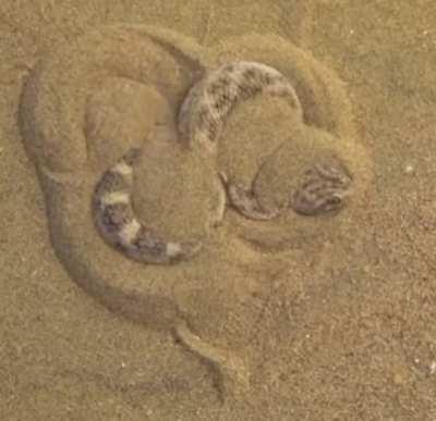 Saharan Sand Viper Disappearing Act