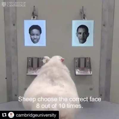 Sheep can learn to recognize human faces from photographs