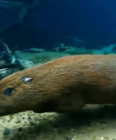 Capybara running under water.