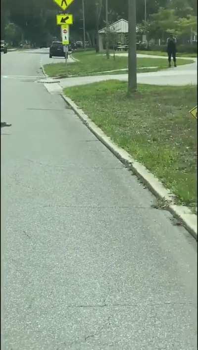 Three Herons stalking a Baby Alligator