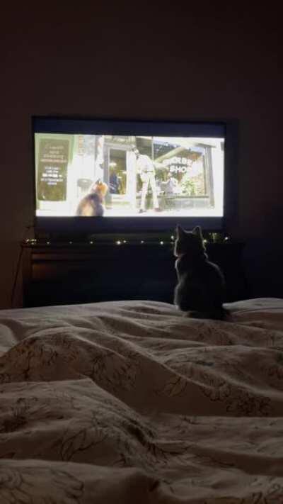 Our kitten was captivated by the movie *Soul*. She watched the whole thing just like this. She seemed to be extra interested in all the scenes with the cat.