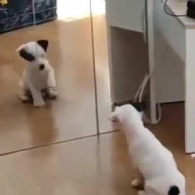 puppy seeing himself for the first time